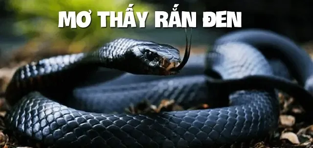 Bí ẩn tâm linh đằng sau giấc mơ sinh em bé và các con số tài lộc