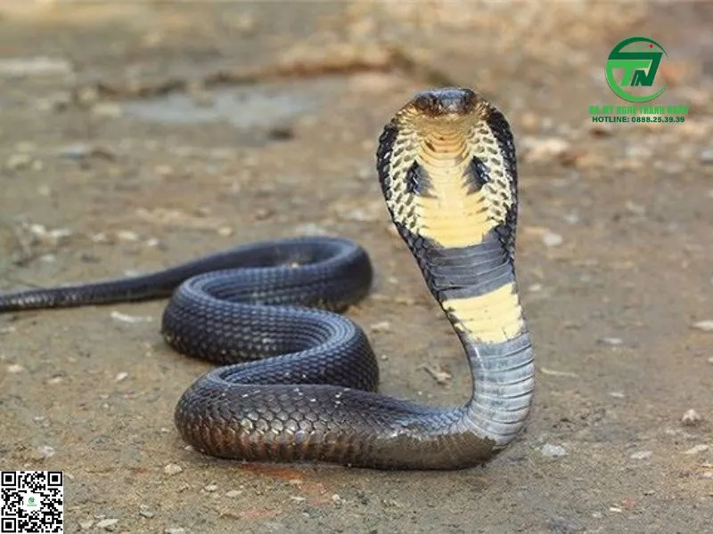 Giải mã giấc mơ thấy rắn hổ mang: Điềm báo tâm linh và ý nghĩa tiềm ẩn