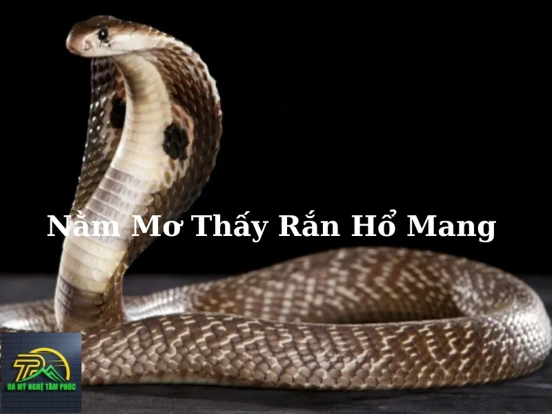 Giải thích khoa học về giấc mơ thấy rắn hổ mang: Phân tích tâm lý và sinh học