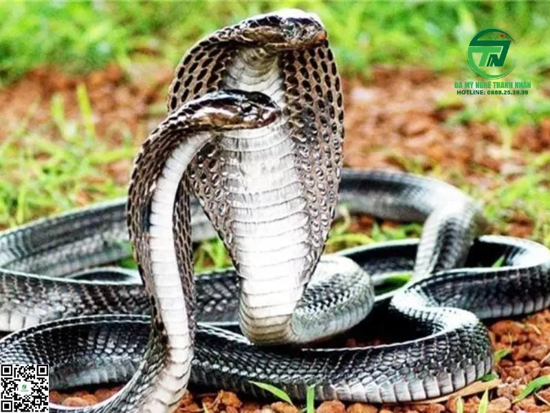 Cách hóa giải vận xui và cầu may mắn sau khi mơ thấy rắn hổ mang