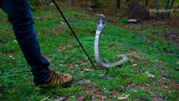 nam mo thay ran ho mang den danh con gi 2