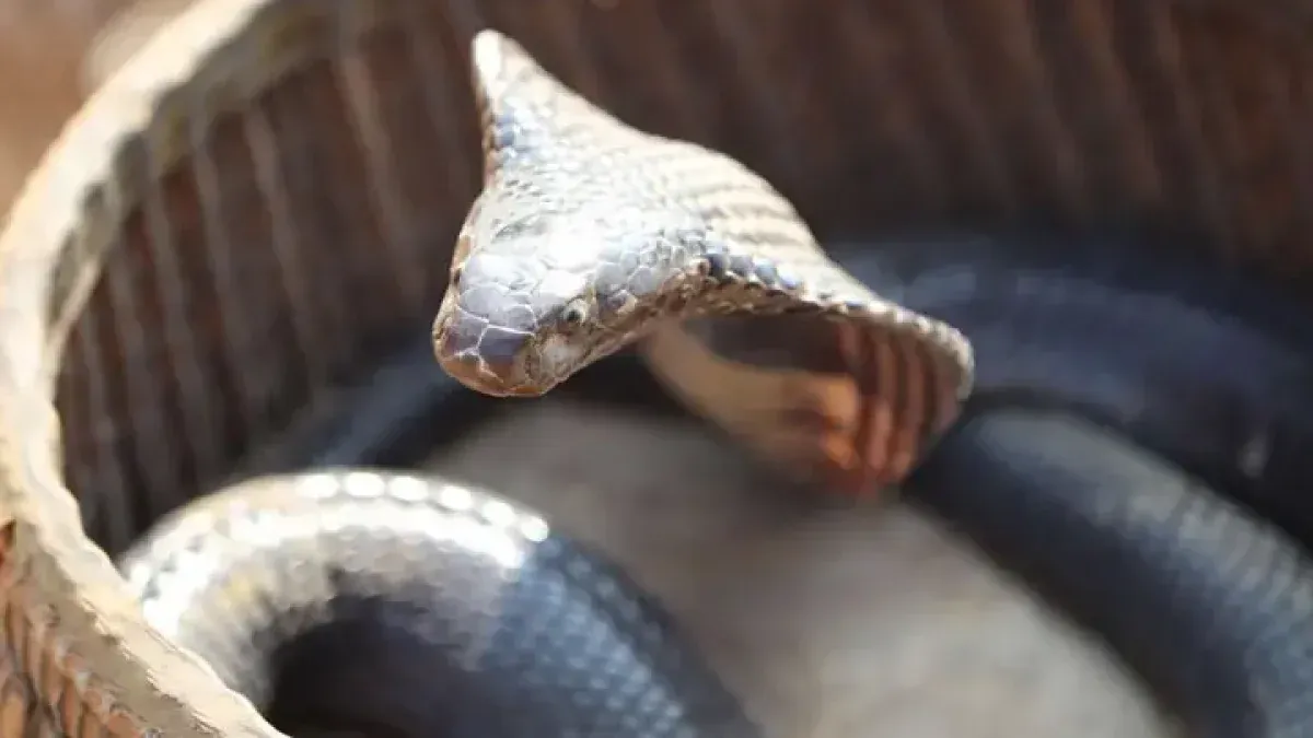 Góc nhìn khoa học về giấc mơ thấy rắn: Phản ánh điều gì về tâm lý và sức khỏe?