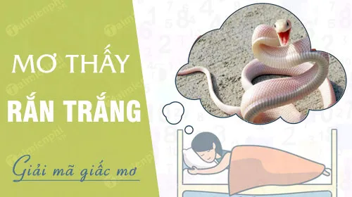 Mơ Thấy Rắn Trắng Cắn Đánh Con Gì? - Giải Mã Giấc Mơ Thấy Rắn Trắng