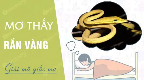 Mơ thấy rắn vàng bò vào nhà báo hiệu điềm lành về tài lộc