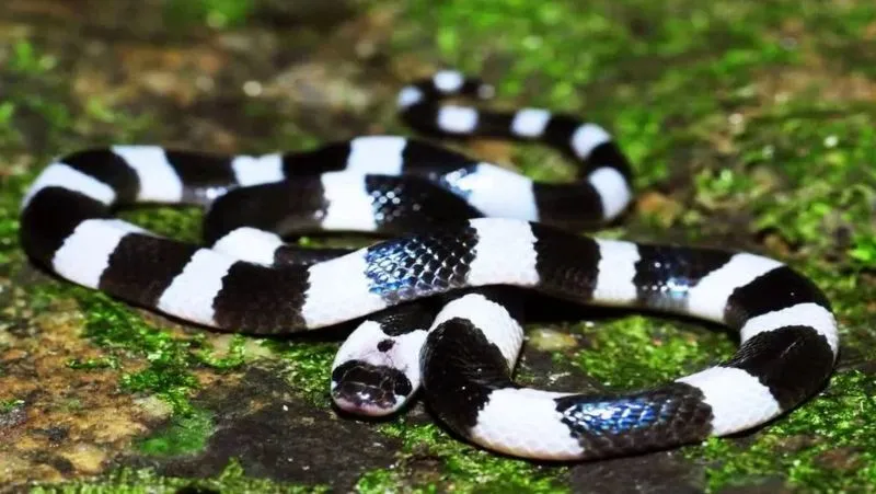 Mơ Thấy Rắn Cạp Nia Cắn Đánh Con Gì? Giải Mã Giấc Mơ Chi Tiết