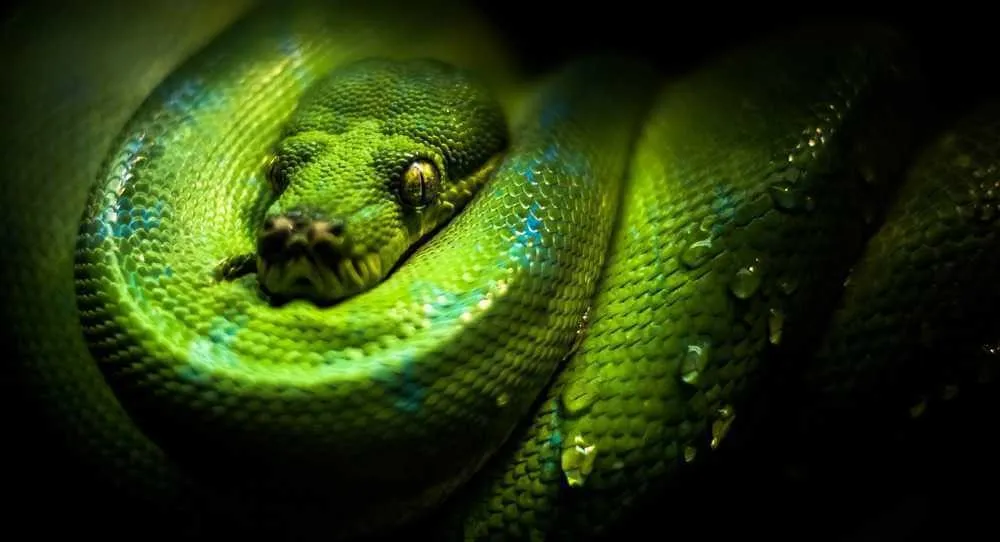 Hình ảnh một con rắn xanh đang bò trên cành cây tự nhiên