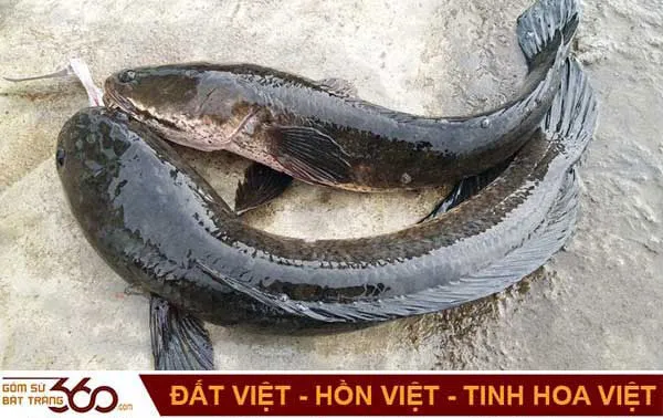 Ý nghĩa sâu sắc đằng sau giấc mơ thấy cá lóc