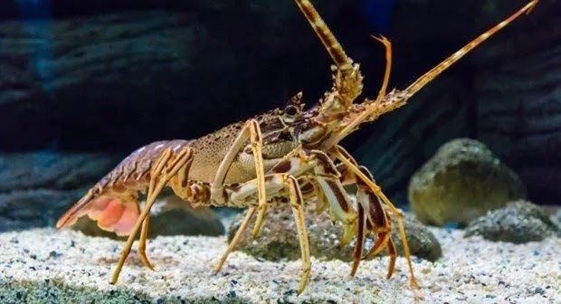 Giải mã ý nghĩa tâm linh khi nằm mơ thấy tôm chín theo văn hóa Việt