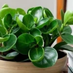 Cây trường sinh hợp mệnh mộc mang lại sức khỏe và sự bền bỉ