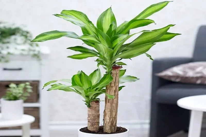 Phát Tài Khúc hội tụ đủ các yếu tố ngũ hành tương sinh