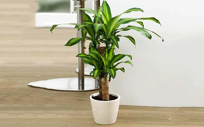 Cây Thiết Mộc Lan kiểng