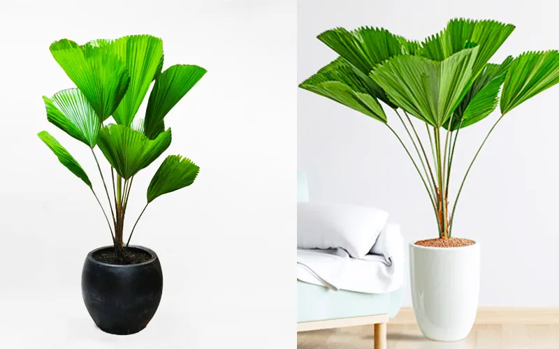 Lá Cọ Nhật bản to giúp thu hút vượng khí cho gia chủ