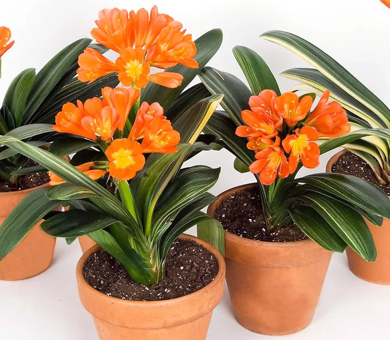 Cây Lan Quân Tử hợp mệnh Thổ