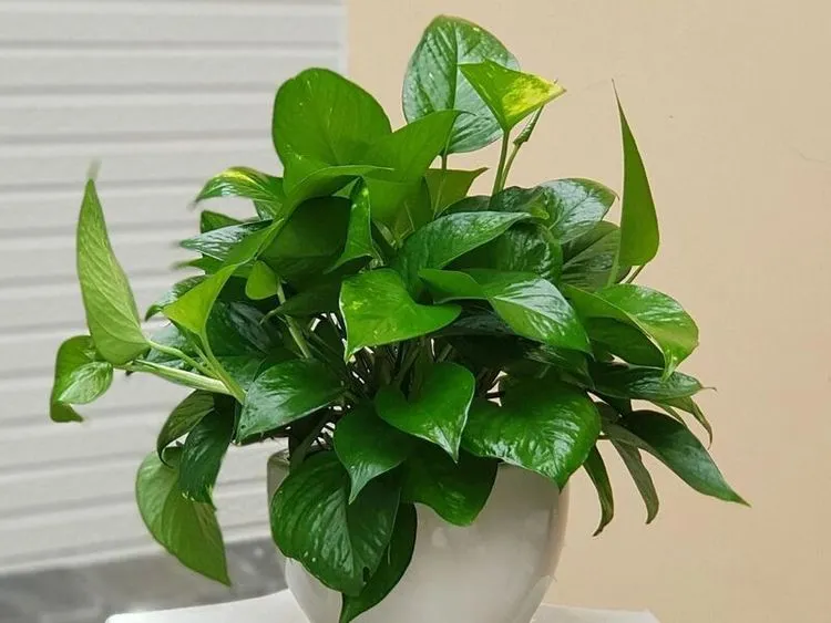 Cây trầu bà xanh