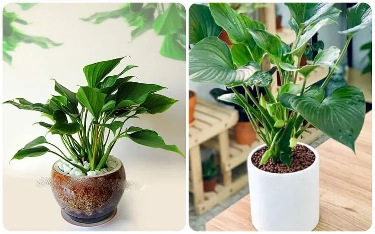 Cây Thanh Tâm giúp làm dịu những căng thẳng