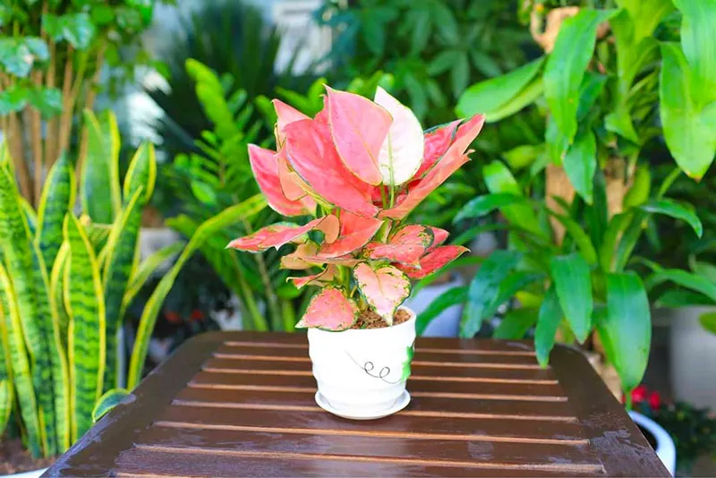 Cẩn trọng với những loại cây mang năng lượng xung khắc với mệnh Thủy