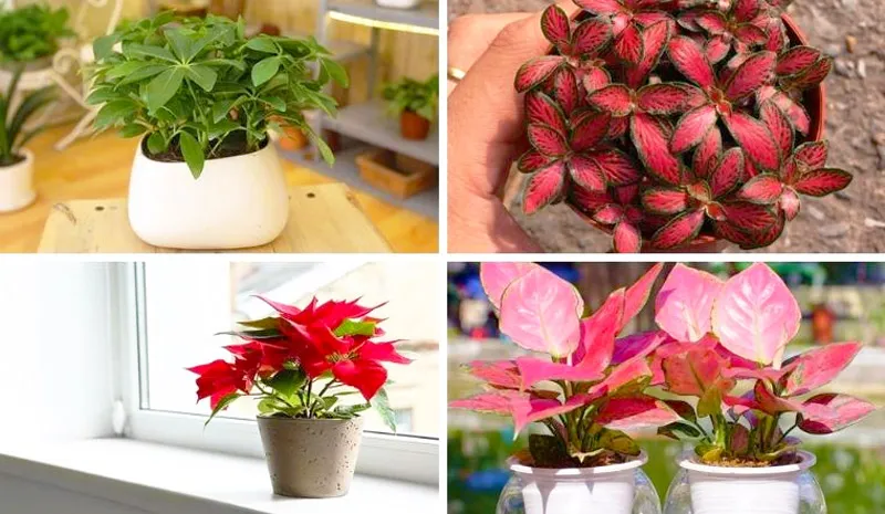 Mệnh Thổ có thể trồng những cây thuộc hành Hỏa