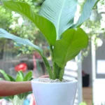 Cây đại phú gia đẹp