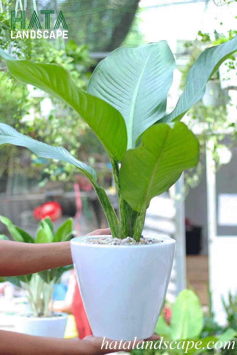 Cây đại phú gia đẹp