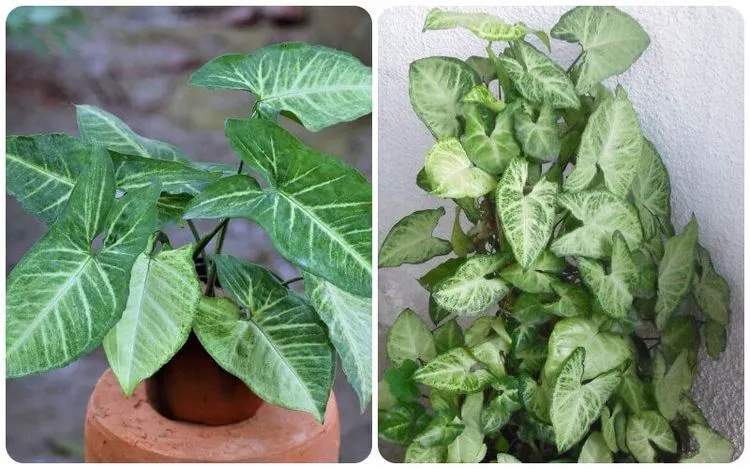 Cây Tróc Bạc với sắc lá bạc độc đáo