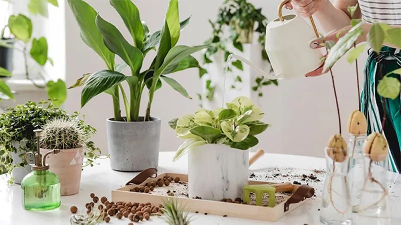 Chăm sóc cây xanh đúng cách giúp duy trì mạch tài lộc