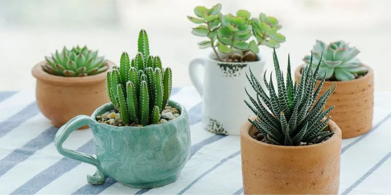 Những lưu ý khi trồng cây phong thủy để bàn cho người mệnh Kim