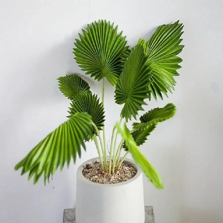 Cây Cỏ Nhật mang lại sự sung túc về tiền bạc