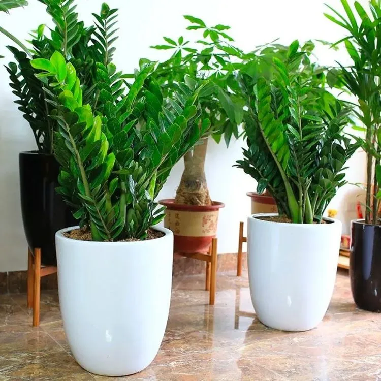 Cây Kim Tiền - Biểu tượng của sự dồi dào lộc lá