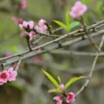 Hoa đào là loài hoa thường được cắm trên bàn thờ dịp Tết, tượng trưng cho sự sinh sôi, nảy nở và khởi đầu tốt lành.