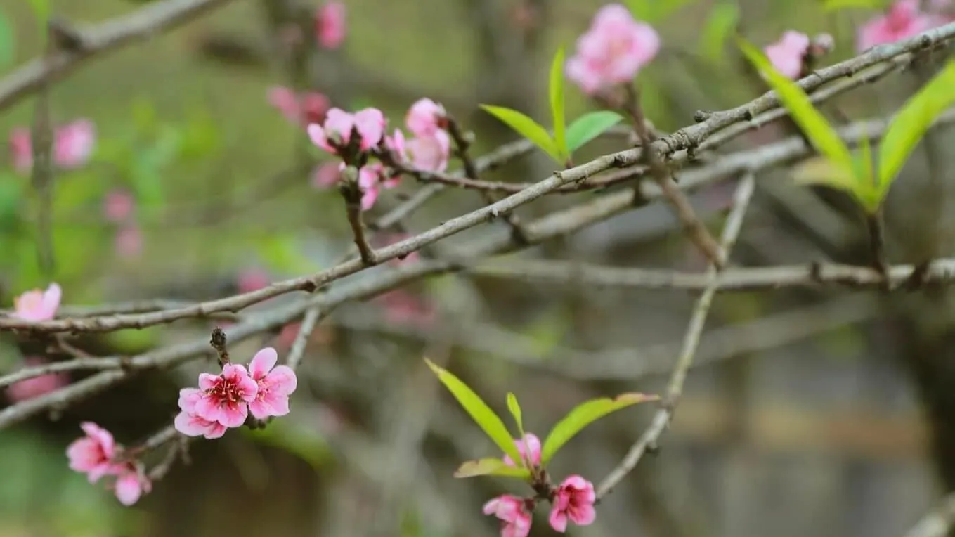 Hoa đào là loài hoa thường được cắm trên bàn thờ dịp Tết, tượng trưng cho sự sinh sôi, nảy nở và khởi đầu tốt lành.
