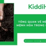 Tổng quan về mệnh thổ và mệnh hỏa trong phong thủy