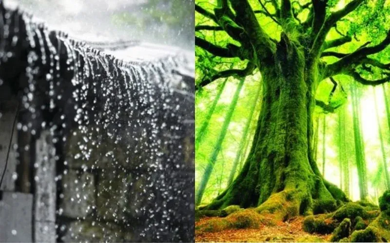 Sử dụng vật phẩm phong thủy hành Thổ để cân bằng năng lượng cho tuổi Kỷ Hợi 1959 mệnh Mộc năm 2026