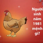 Người sinh năm 1981 mệnh gì? Tuổi con gì? Tính cách ra sao? Hợp với màu sắc nào?