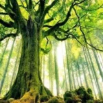 Cuộc đời của lá số tử vi Kỷ Tỵ 1989 khá bình ổn