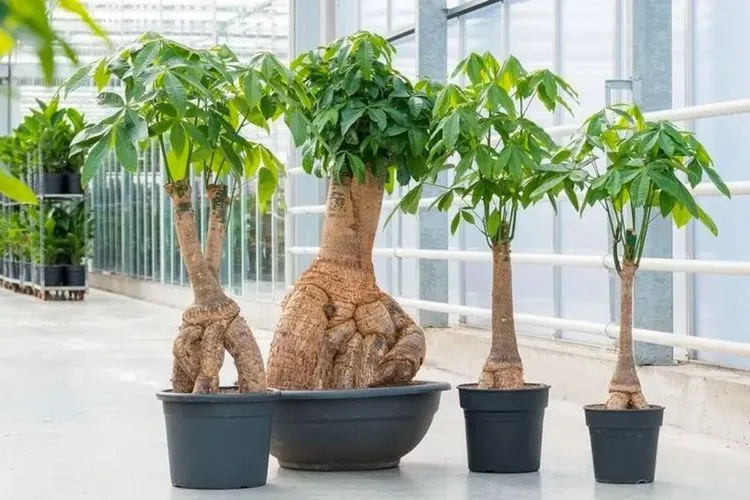 Cây Kim Ngân - Biểu hiện của sự vượng phát về tài chính