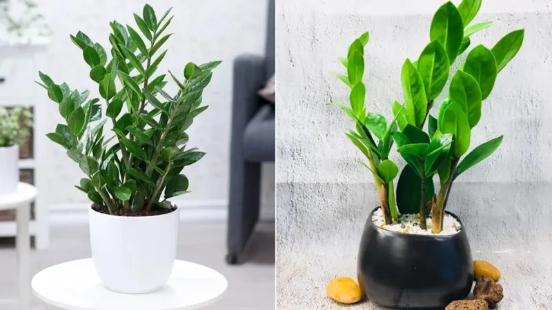 Cây Kim Tiền mang lại sự cân bằng năng lượng cho bàn làm việc