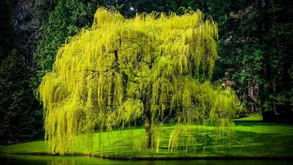 Sinh năm 2002 mệnh gì