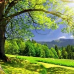 Người sinh năm 2010 thuộc tuổi Dần (Hổ)