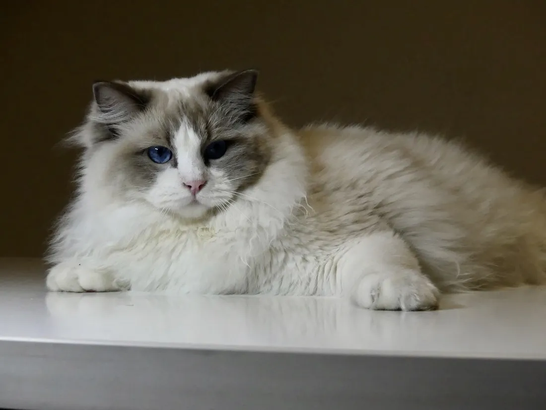 Mệnh Tùng Bách Mộc của người sinh năm 2011