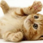 Người sinh năm 2011 cầm tinh con Mèo, tuổi Tân Mão