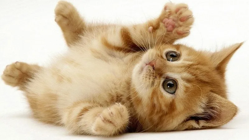 Sinh 2011 Tuổi Gì? Mệnh Gì? Hợp Màu, Số, Hướng Nhà Nào? 17 Người sinh năm 2011 cầm tinh con Mèo, tuổi Tân Mão