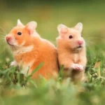 Trẻ sinh năm 2020 thuộc tuổi Canh Tý