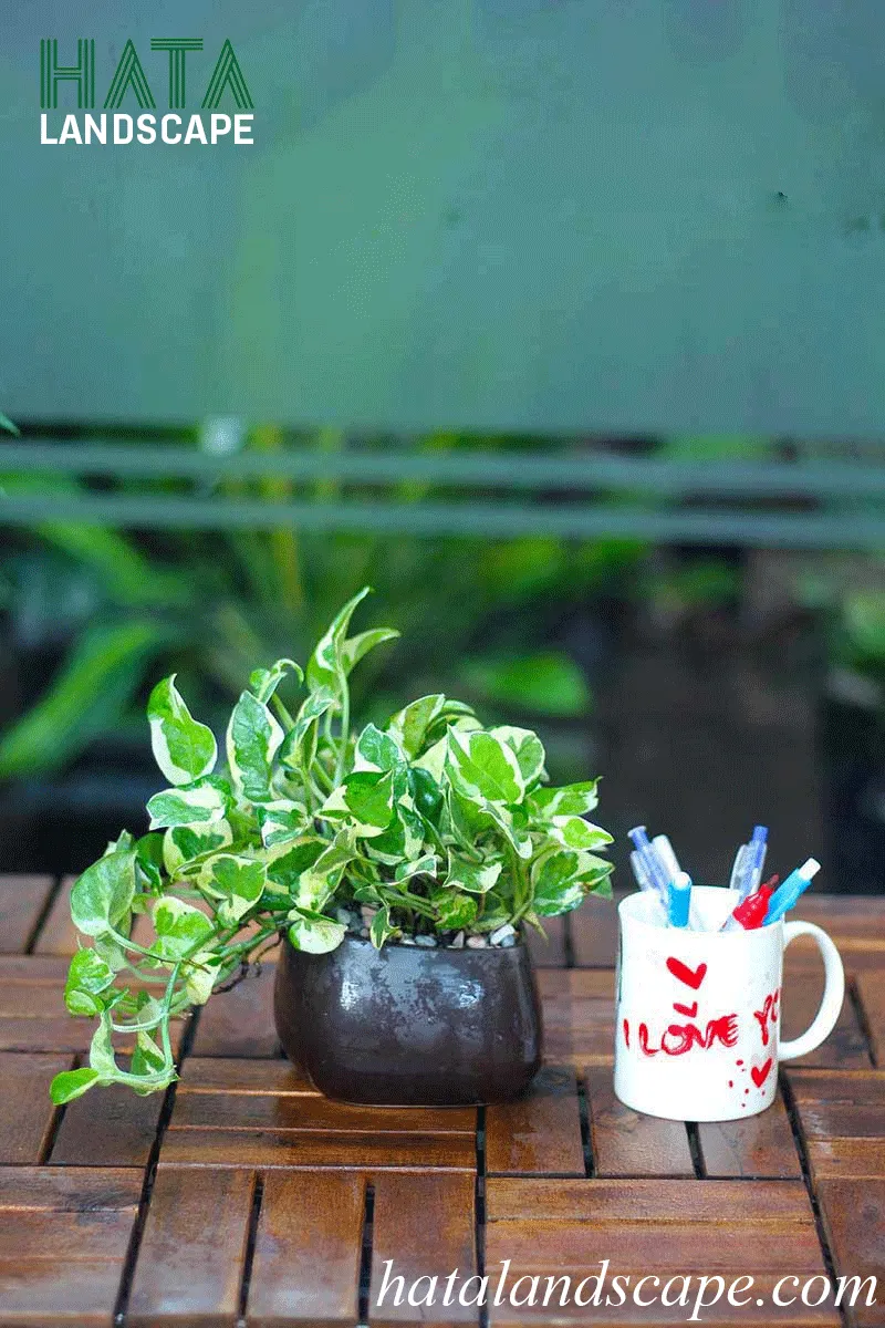 cay-trau-ba-cam-thach