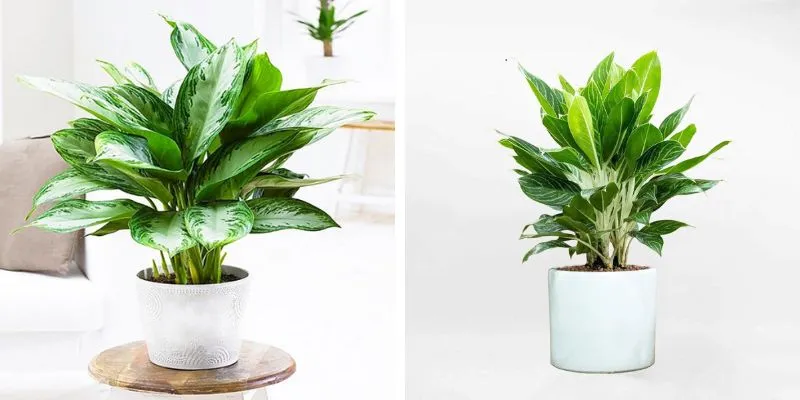 Cây Bạch Mã Hoàng Tử