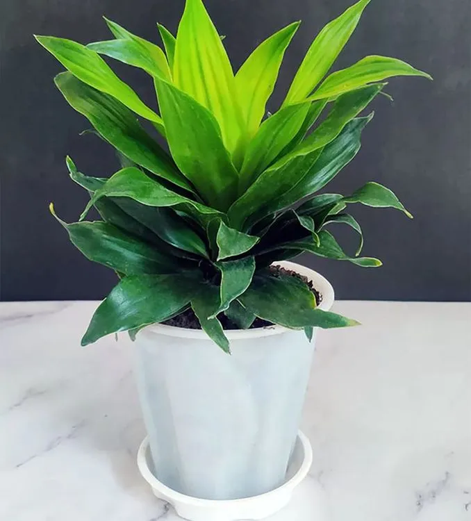 Cây Phát Tài Úc mang lại vượng khí và may mắn