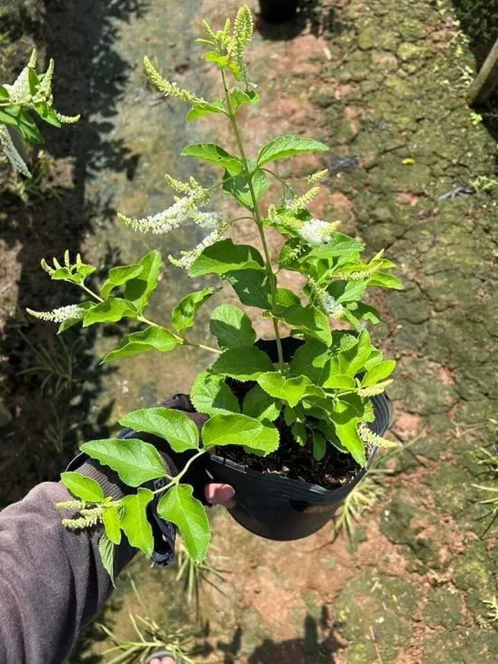 Cây trầm hương nhỏ gọn thích hợp để bàn hoặc ban công