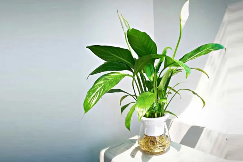 Hoa Lan Ý trắng muốt đại diện cho hành Kim tương sinh Thủy