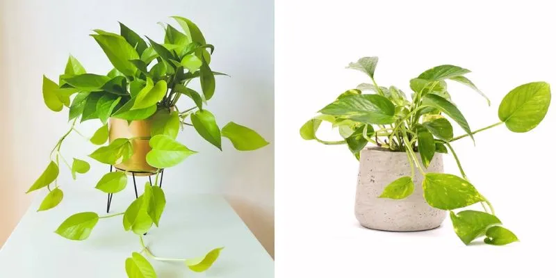 Cây trầu bà vàng