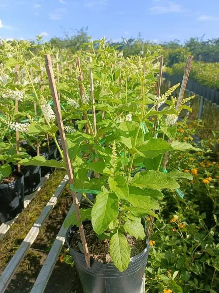 Quy cách đóng gói cây trầm hương khi giao hàng