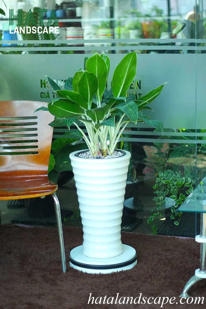 cây bạch mã hoàng tử